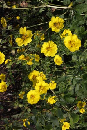 Potentilla 'Mont d'Or'
