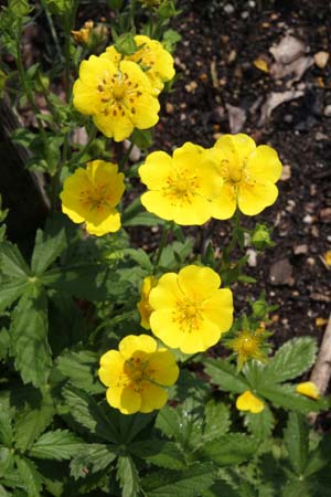 Potentilla pyrenaica