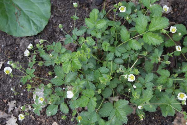 Potentilla rupestris 'Nana'