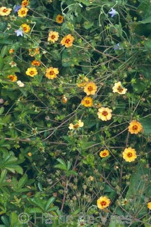 Potentilla x tonguei
