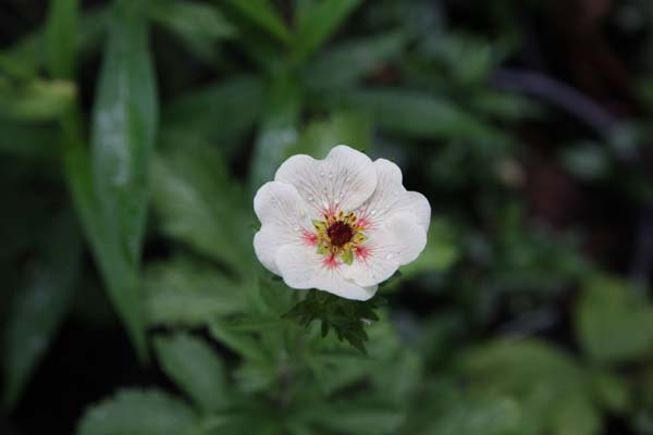 Potentilla 'Voghue'