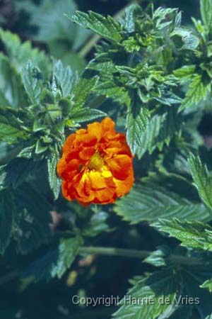 Potentilla 'William Rollinson'