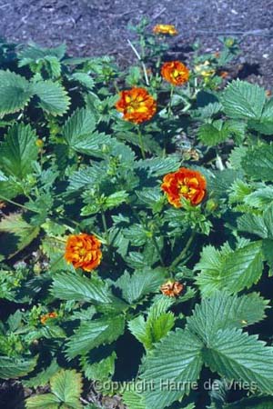 Potentilla 'William Rollinson'