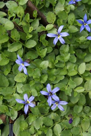 Pratia pedunculata 'County Park'
