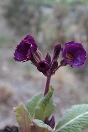 PRIMULA 'Amethyst Cowichan'