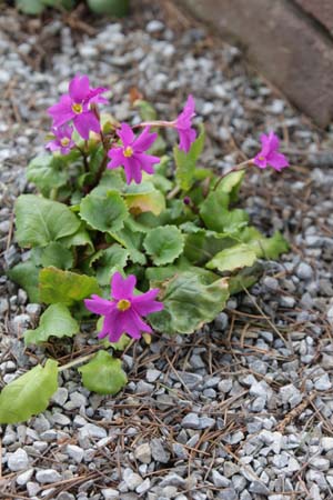 PRIMULA 'Barbara Midwinter'