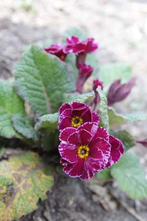 PRIMULA 'Barnhaven Pixies'