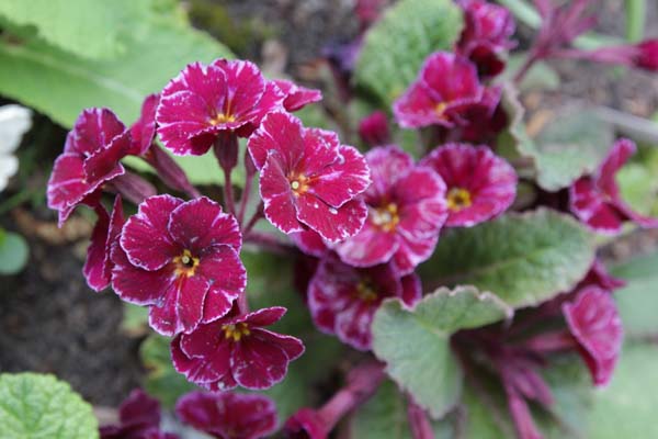 Primula 'Barnhaven Pixies'