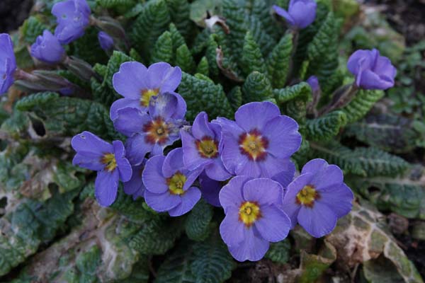 PRIMULA 'Blue Julianas'