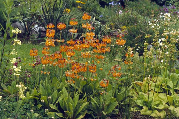 Wegenbouwproces Tomaat melodie Primula bulleyana