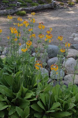 Primula x bullesiana