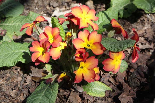 PRIMULA 'Butterscotch'
