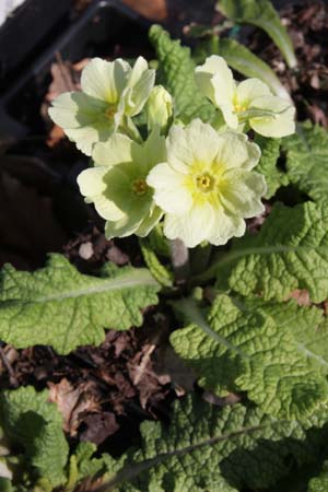 PRIMULA 'Chartreuse'