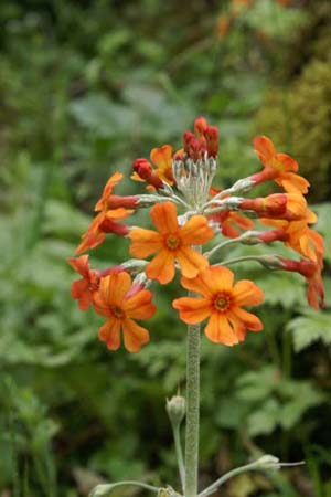PRIMULA chungensis