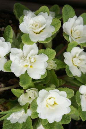 Primula 'Dawn Ansell'