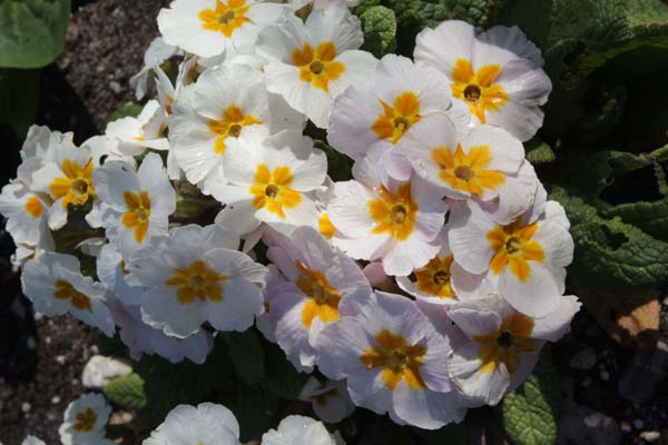 PRIMULA 'Daybreak'