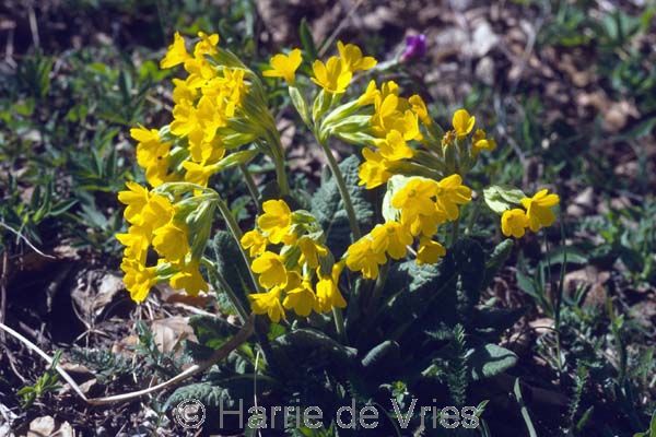 PRIMULA elatior