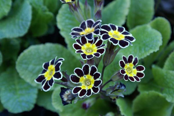 PRIMULA elatior hybr. 'Gold Lace'