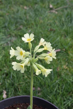 PRIMULA elatior intricata