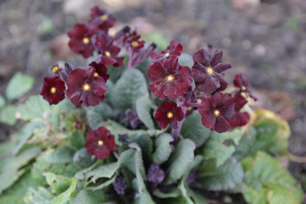 PRIMULA 'Fireflies'