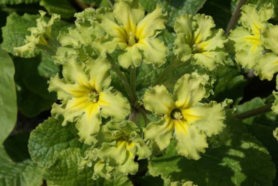 Primula 'Francisca'