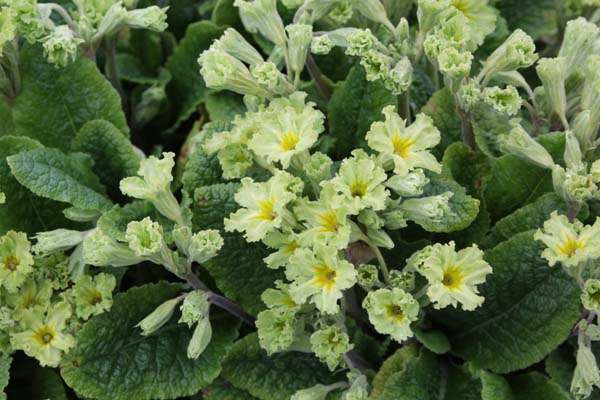 Primula 'Francisca'