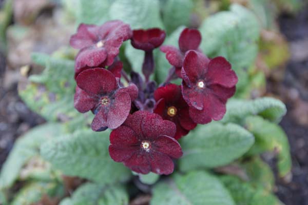 PRIMULA 'Garnet Cowichan'