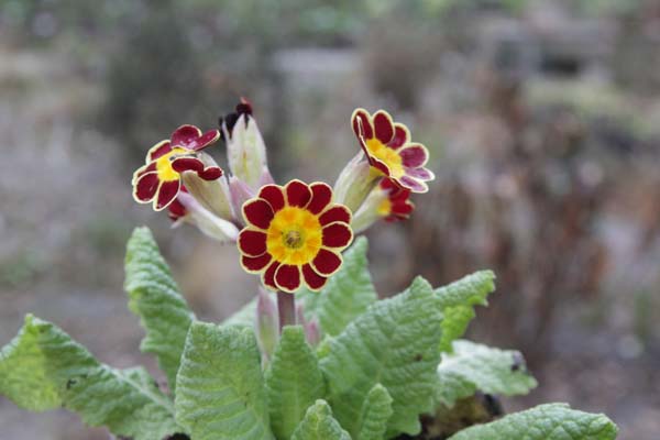 PRIMULA 'Gold Lace Hose in Hose'