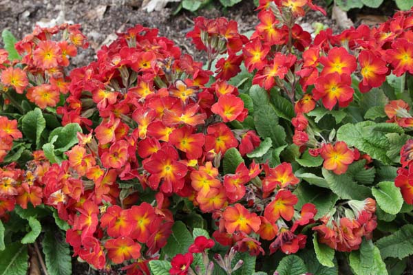 PRIMULA 'Grand Canyon'
