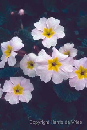 PRIMULA 'Guinevere'