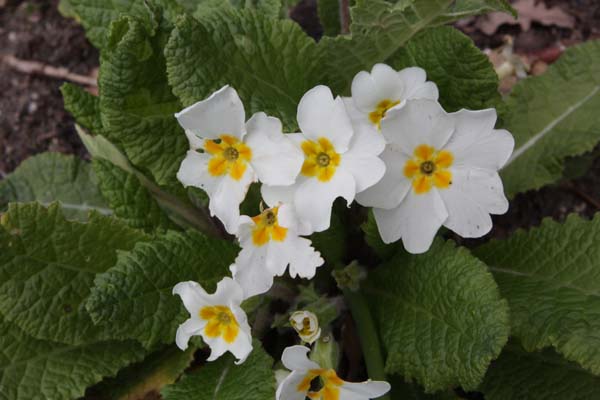 PRIMULA 'Harbinger'