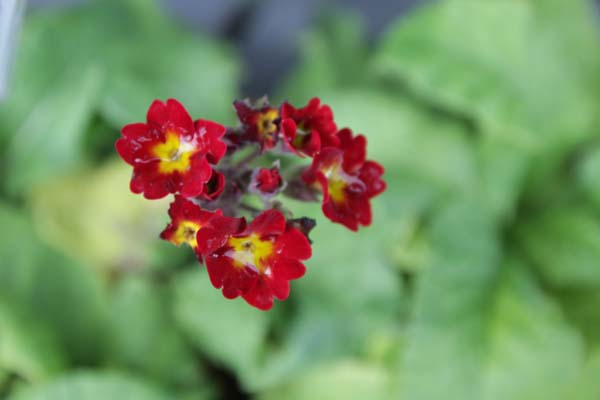 PRIMULA 'Indian Red'