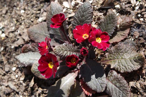 PRIMULA 'Innisfree'