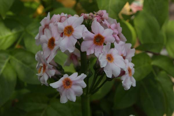 PRIMULA japonica 'Appleblossom'