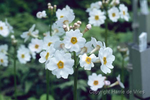 PRIMULA japonica 'Fuji White'