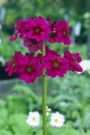 PRIMULA japonica 'Millers Crimson'