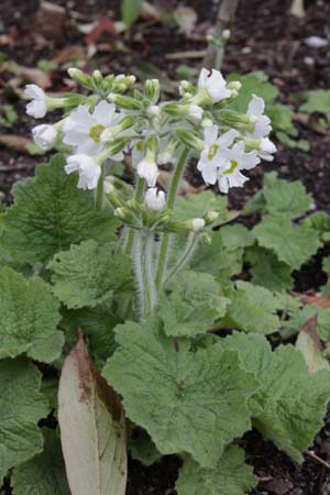 PRIMULA kisoana 'Alba'