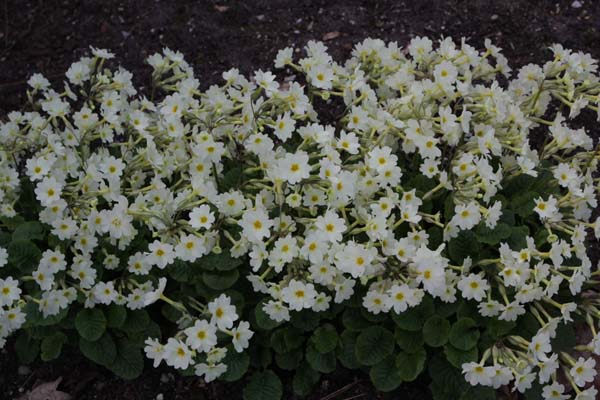 PRIMULA 'Lady Greer'