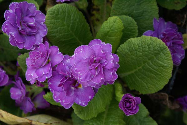 PRIMULA 'Marie Crousse'