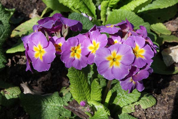 PRIMULA 'Mauve Victorians'