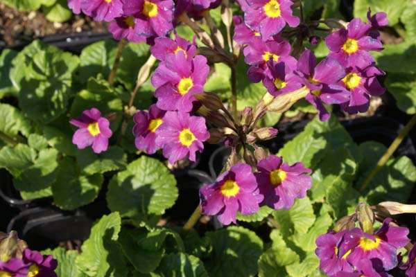 PRIMULA 'McWatt's Claret'