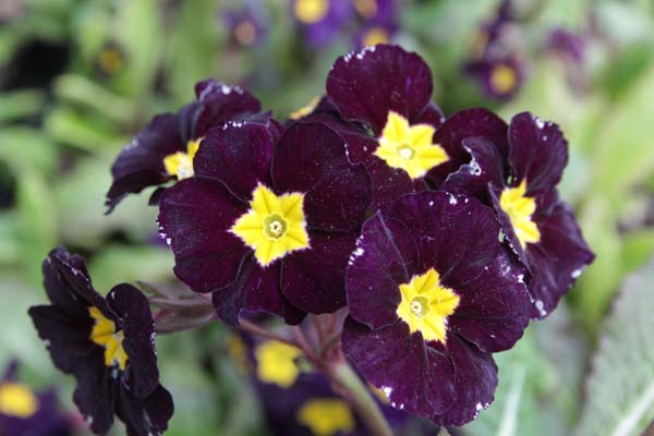 PRIMULA 'Midnight'