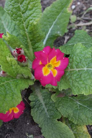 PRIMULA 'Old Rose Victorians'