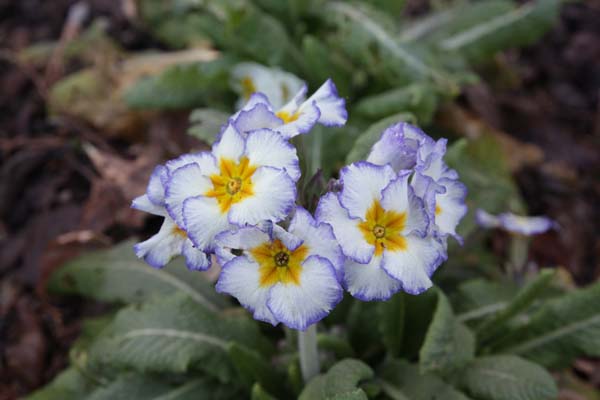 PRIMULA 'Paris 90'