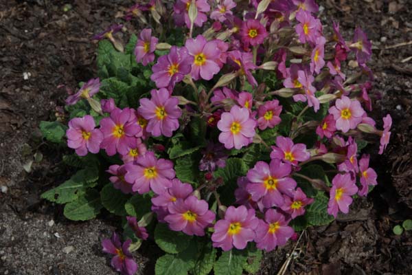 PRIMULA 'Pink Cabbage'