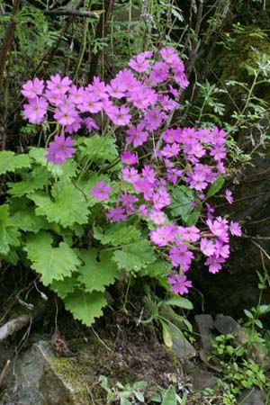 PRIMULA polyneura