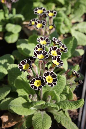 PRIMULA 'Silver Lace'