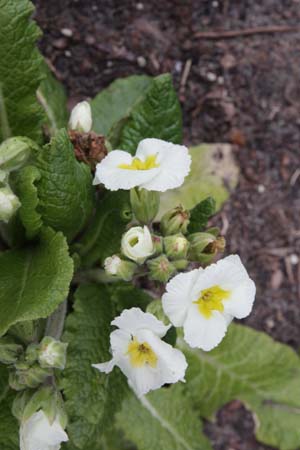 PRIMULA 'Sorbet'