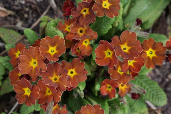 PRIMULA 'Spice Shades'
