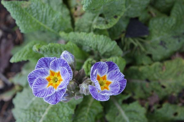 PRIMULA 'Striped Victorians'